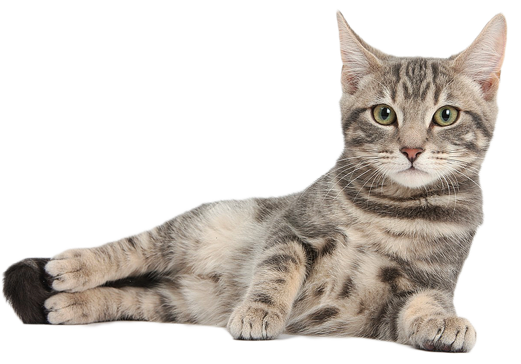 Tired Cat Transparent PNG