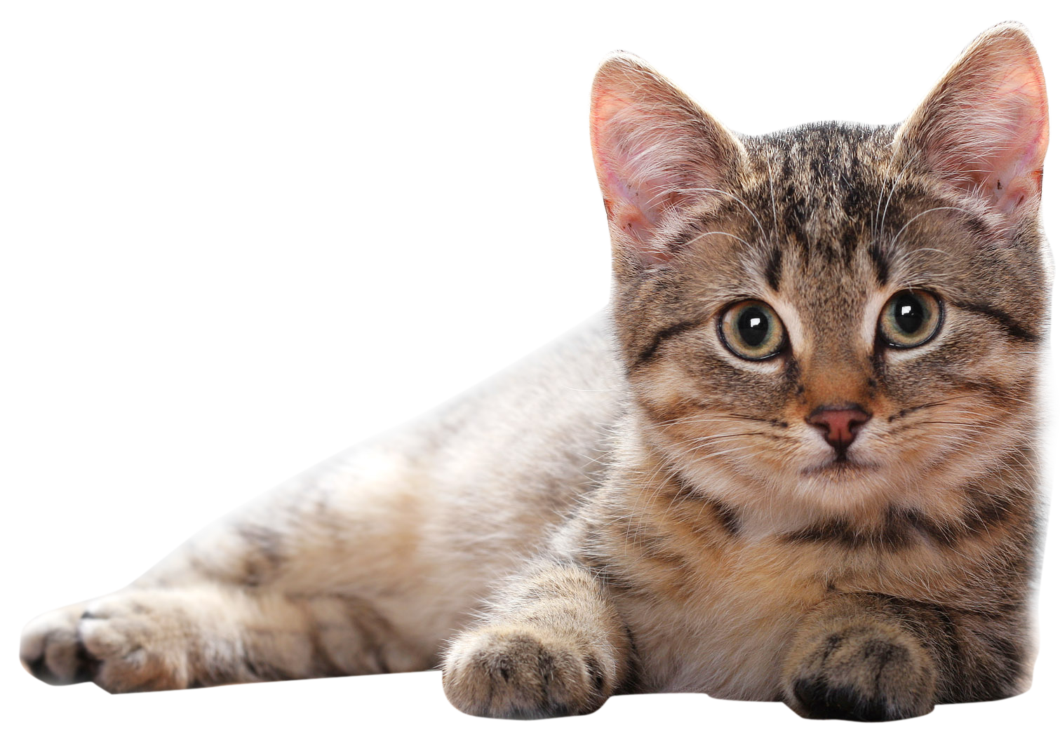 Tired Cute Cat Transparent PNG