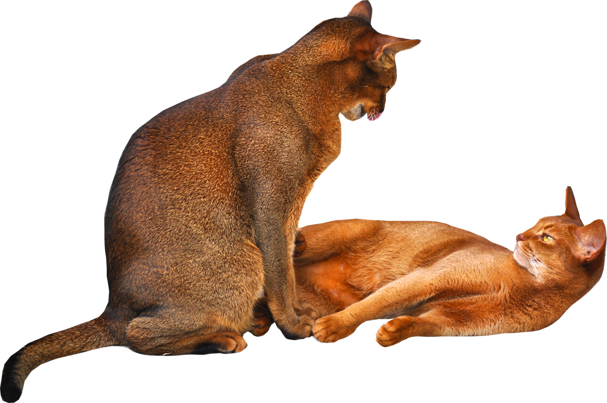 Two Cats Transparent PNG
