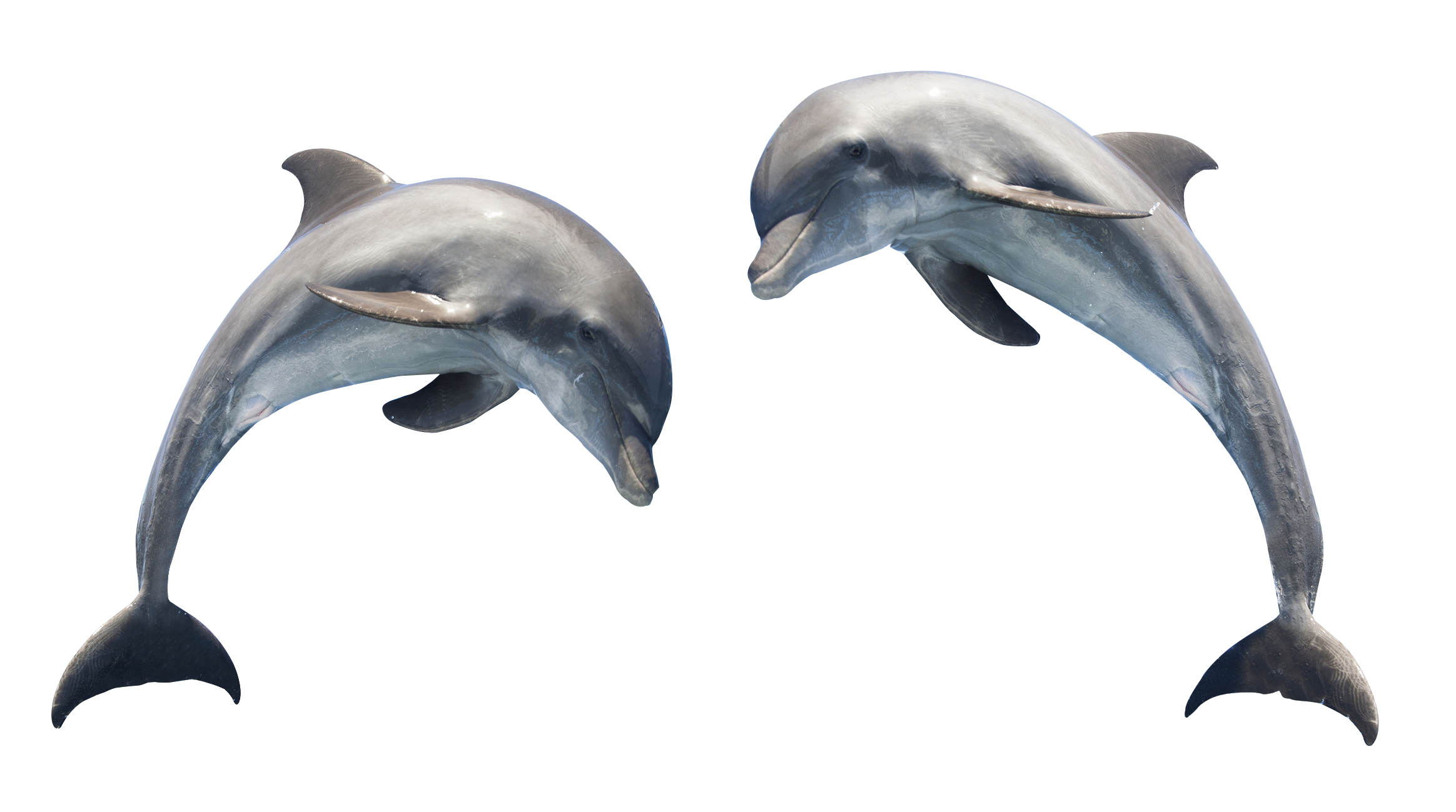 Two Dolphins Transparent PNG