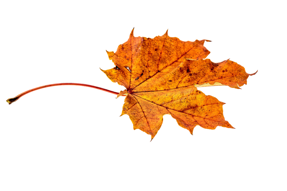 Vector Autumn Leaf Single Transparent PNG