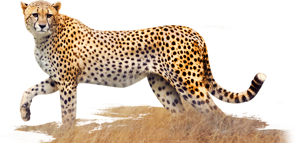 Marcher en colère Cheetah transparent PNG