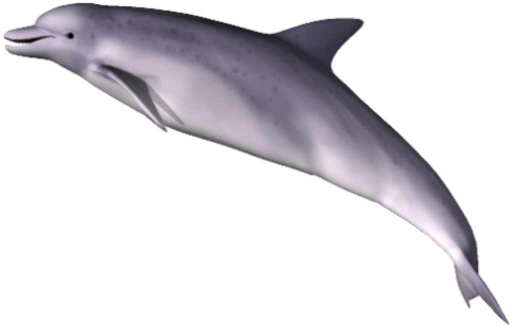 Water Dolphin Transparent PNG