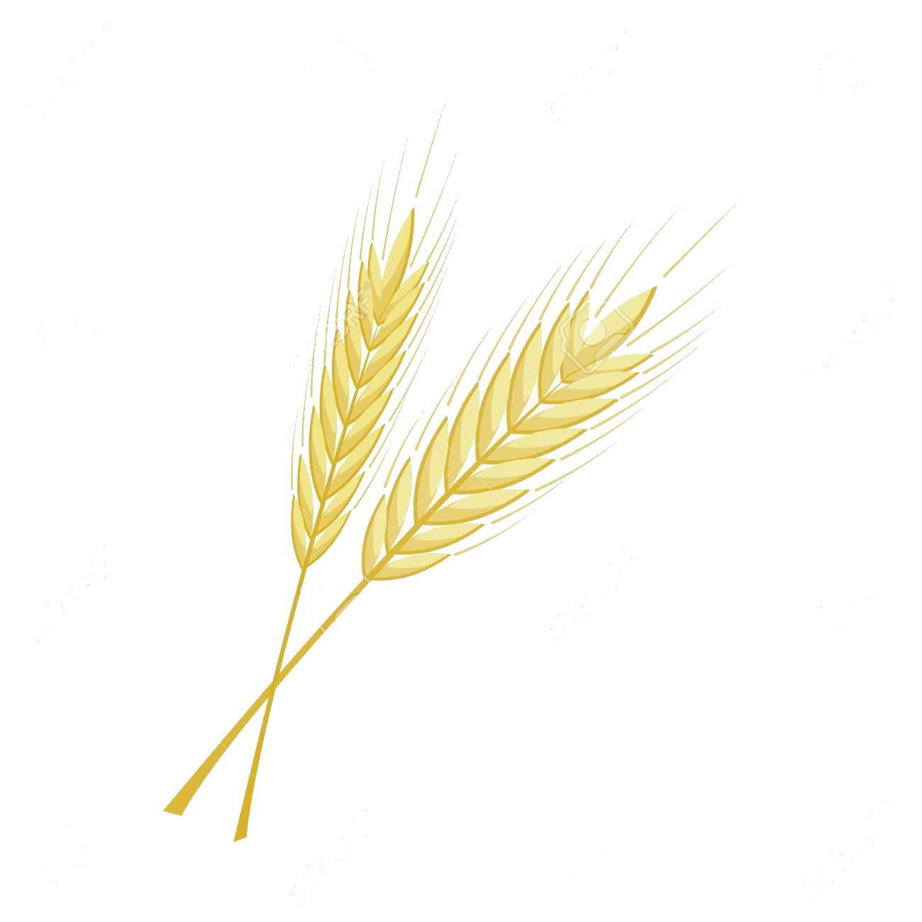 Wheat Barley Background PNG Image