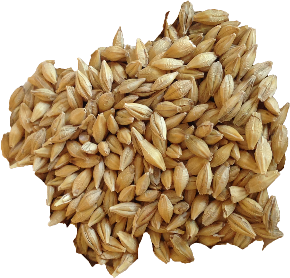 Wheat Barley PNG Clipart Background