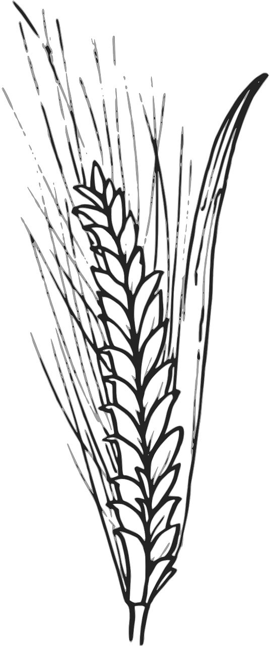 Wheat Barley PNG HD Quality