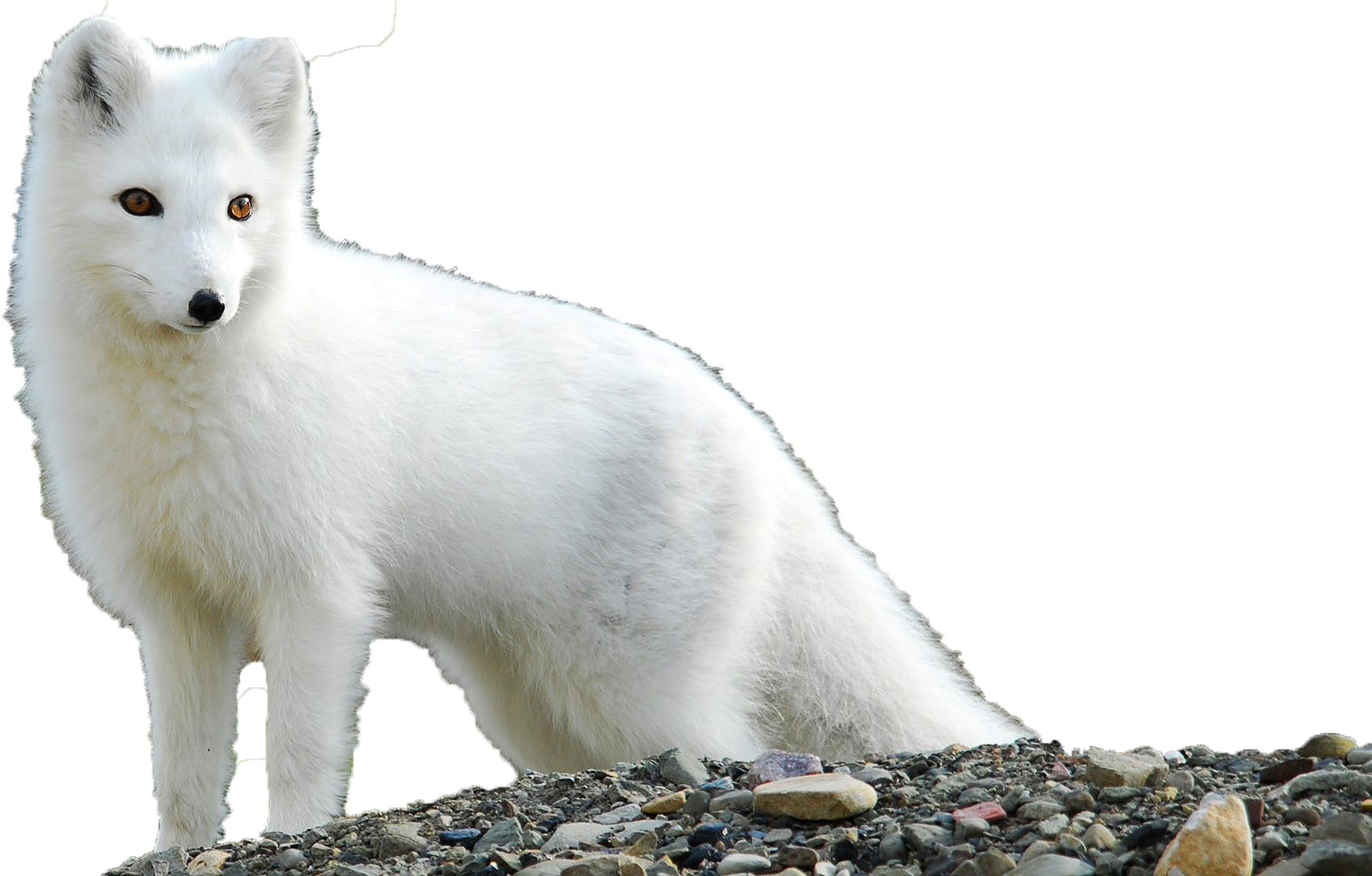 White Arctic Fox Transparent PNG