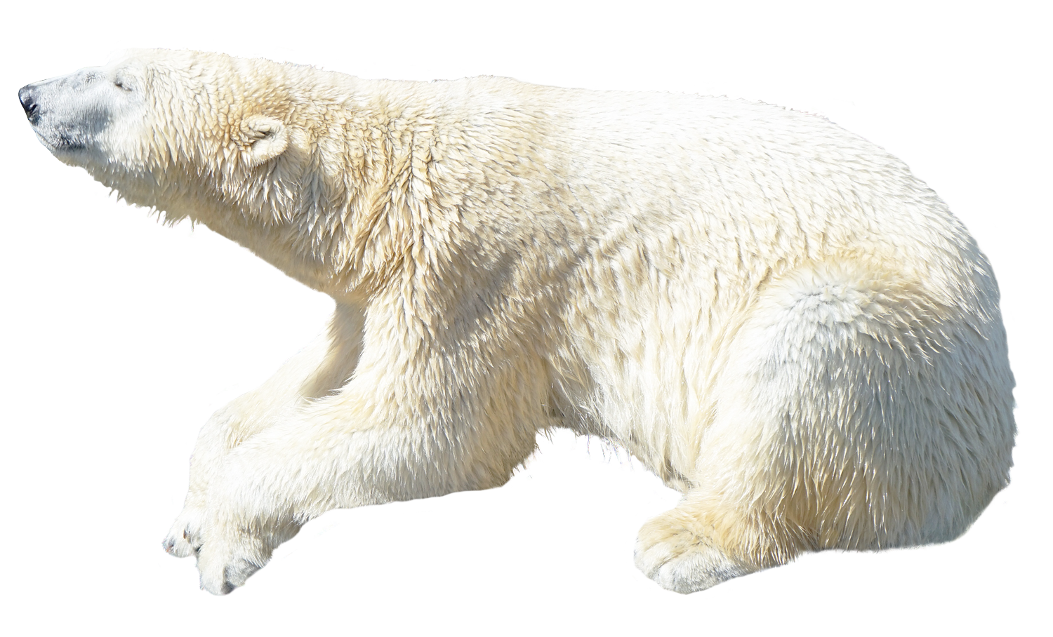 White Bear Transparent PNG