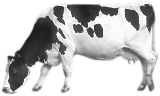 White Black Dairy Cow Transparent PNG