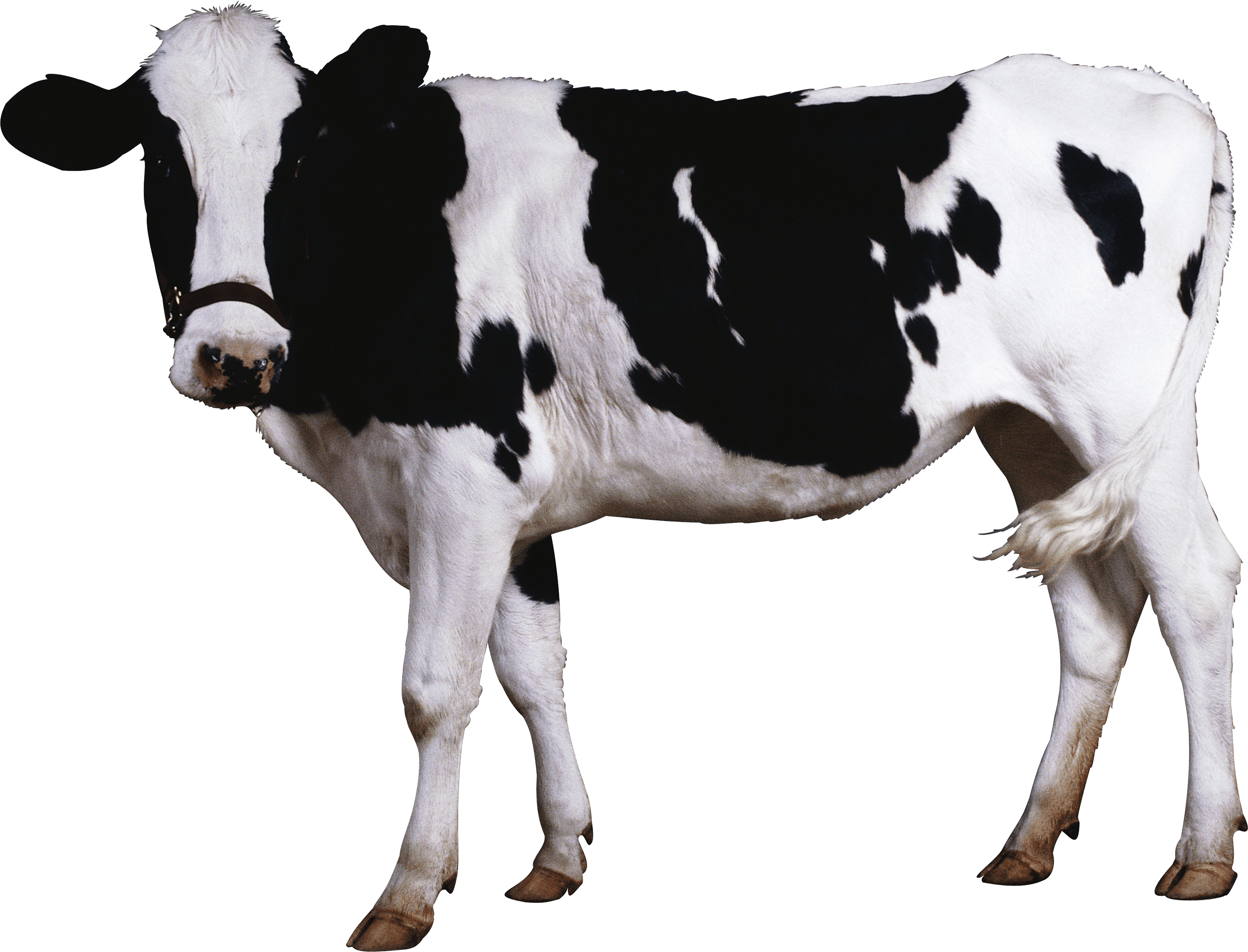 White Black Patch Cow Transparent PNG