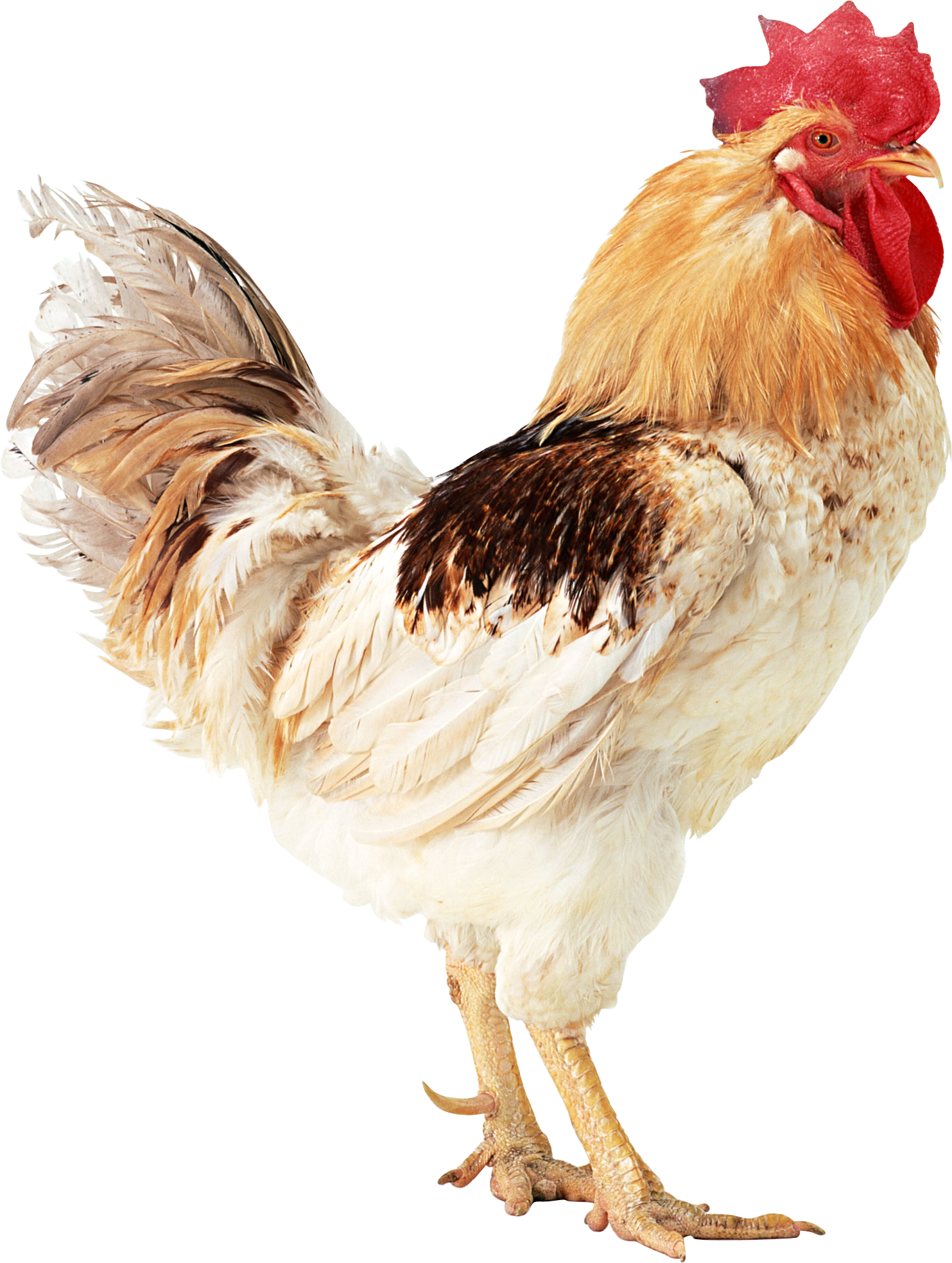 White Cock Transparent PNG