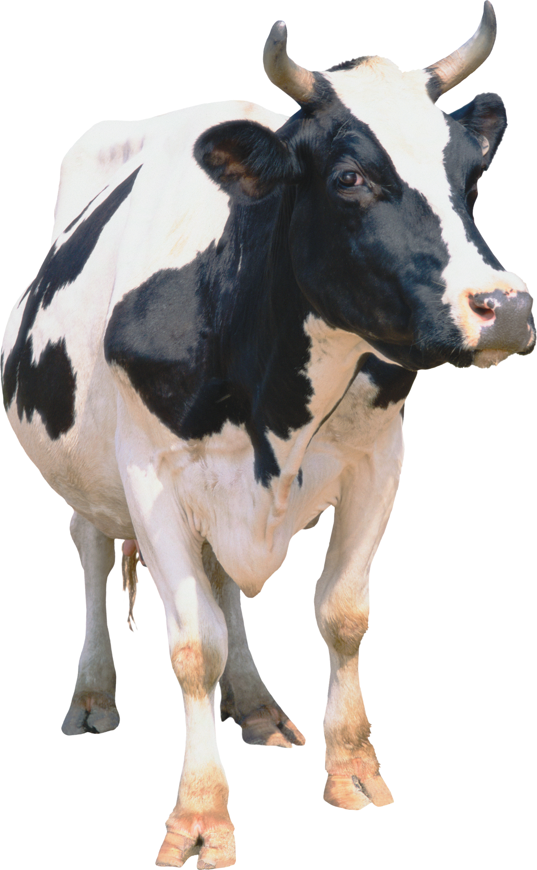 White Cow Transparent PNG