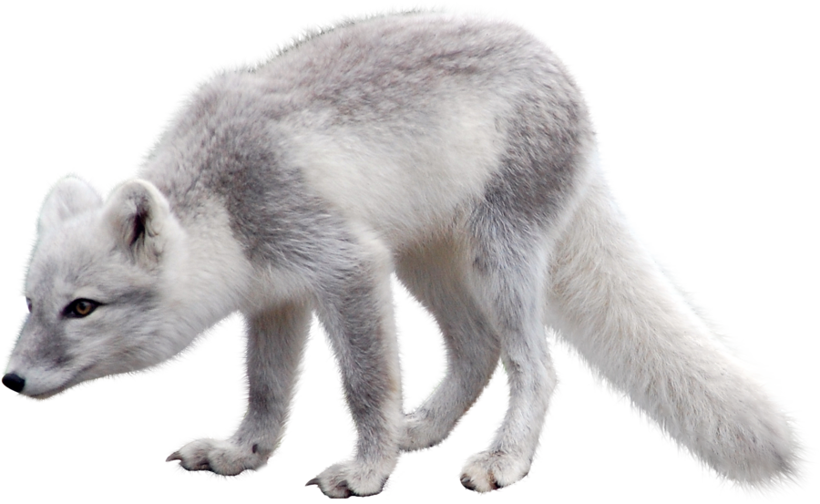 White Cute Arctic Fox Transparent PNG