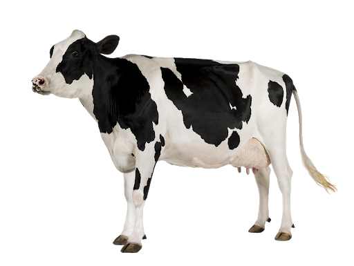 White Dairy Cow Transparent PNG
