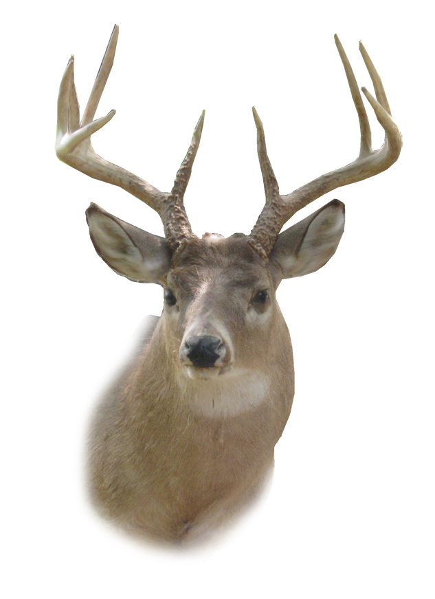 White Deer Transparent PNG