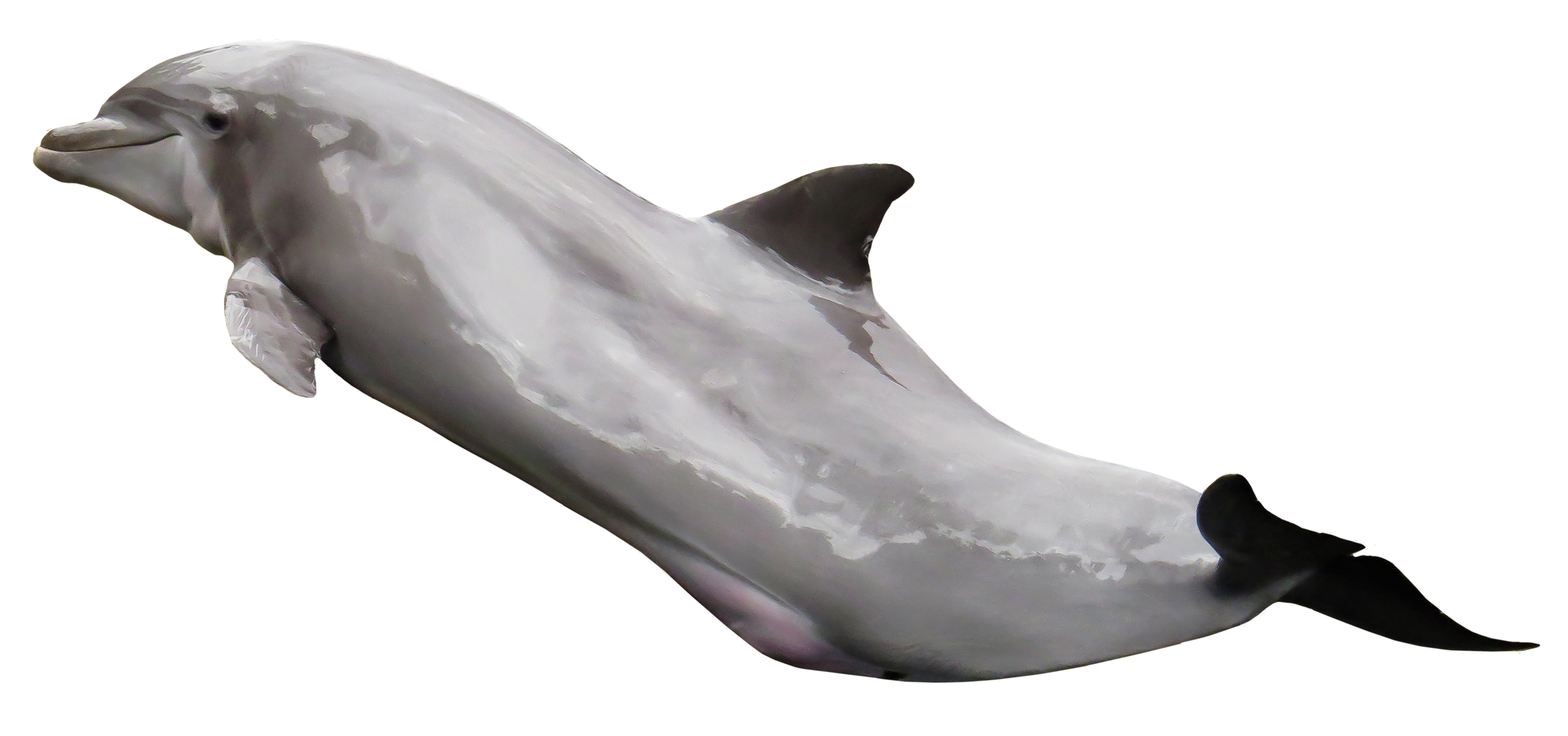 White Dolphin Transparent PNG