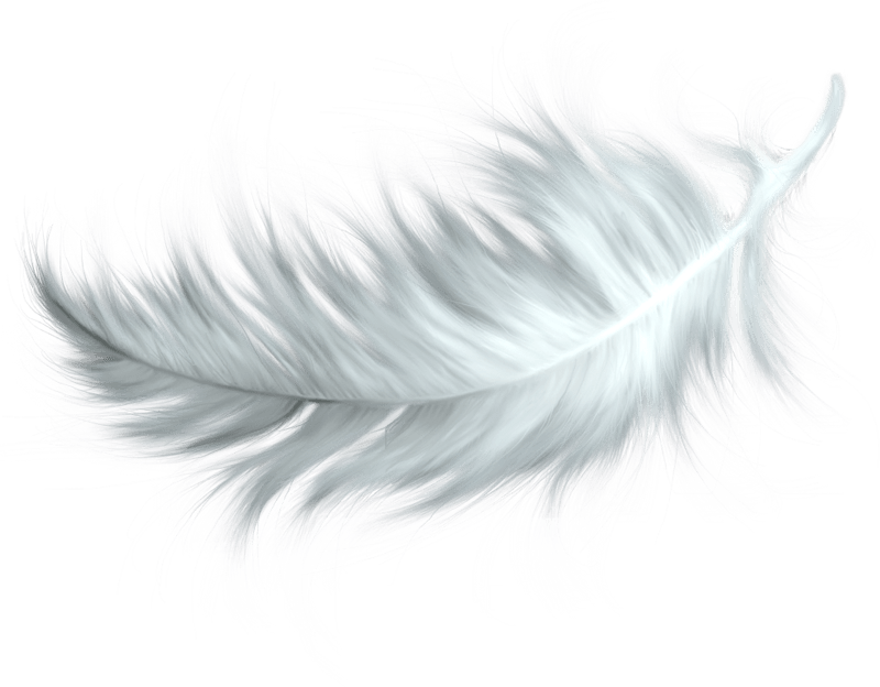 White Feather Fundo png imagem. | PNG Play
