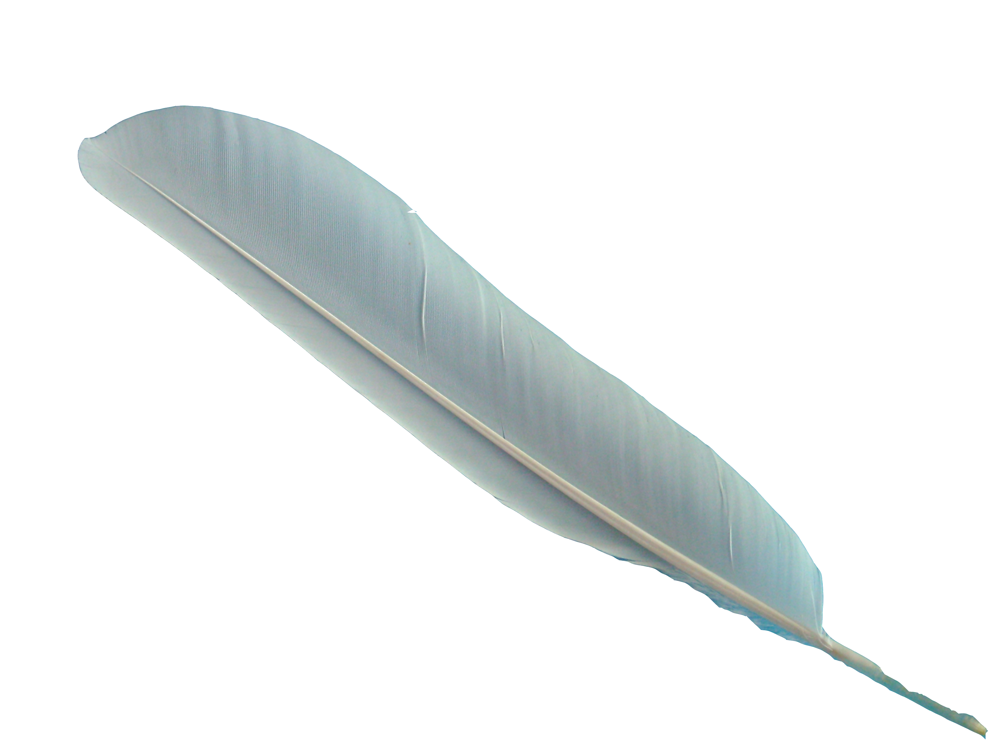 White Feather Transparent Background