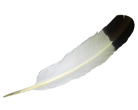 White Feather Transparent File