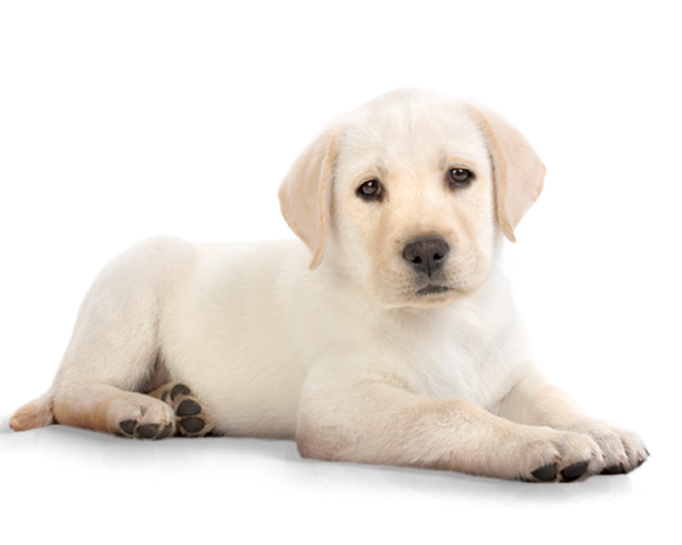 White Pet Dog Transparent PNG