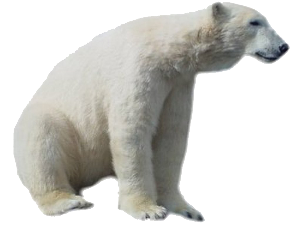 White Polar Bear Sitting Transparent PNG