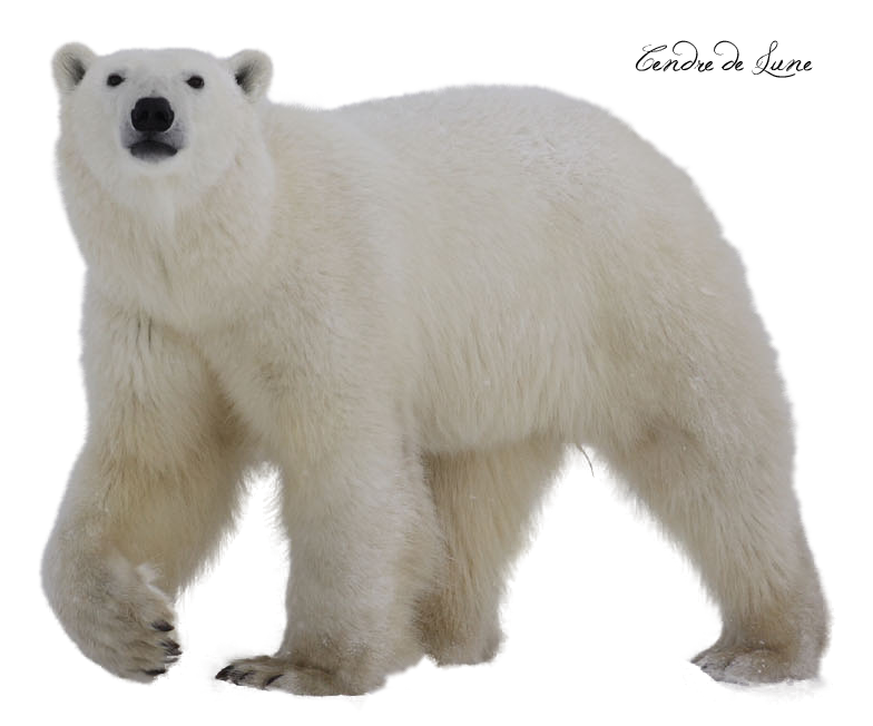 الدب القطبي الأبيض المشي شفاف PNG