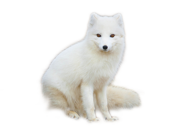 White Sitting Arctic Fox Transparent PNG
