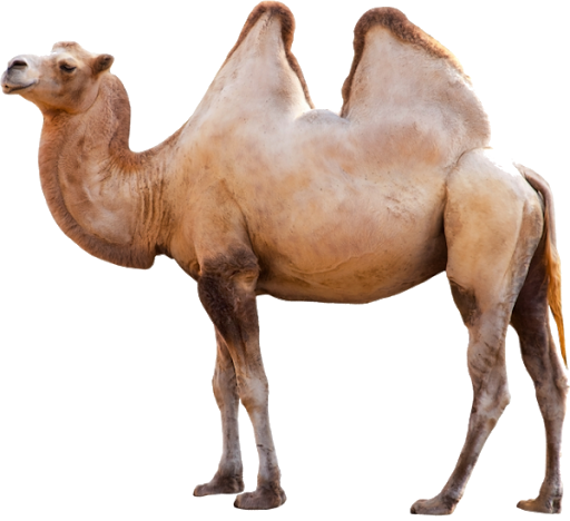 Wild Camel Transparent PNG