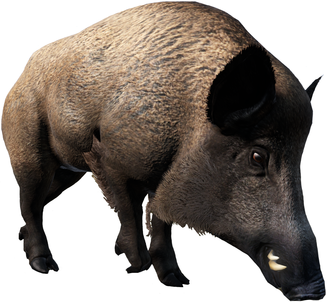 Wild Real Boar Transparent PNG