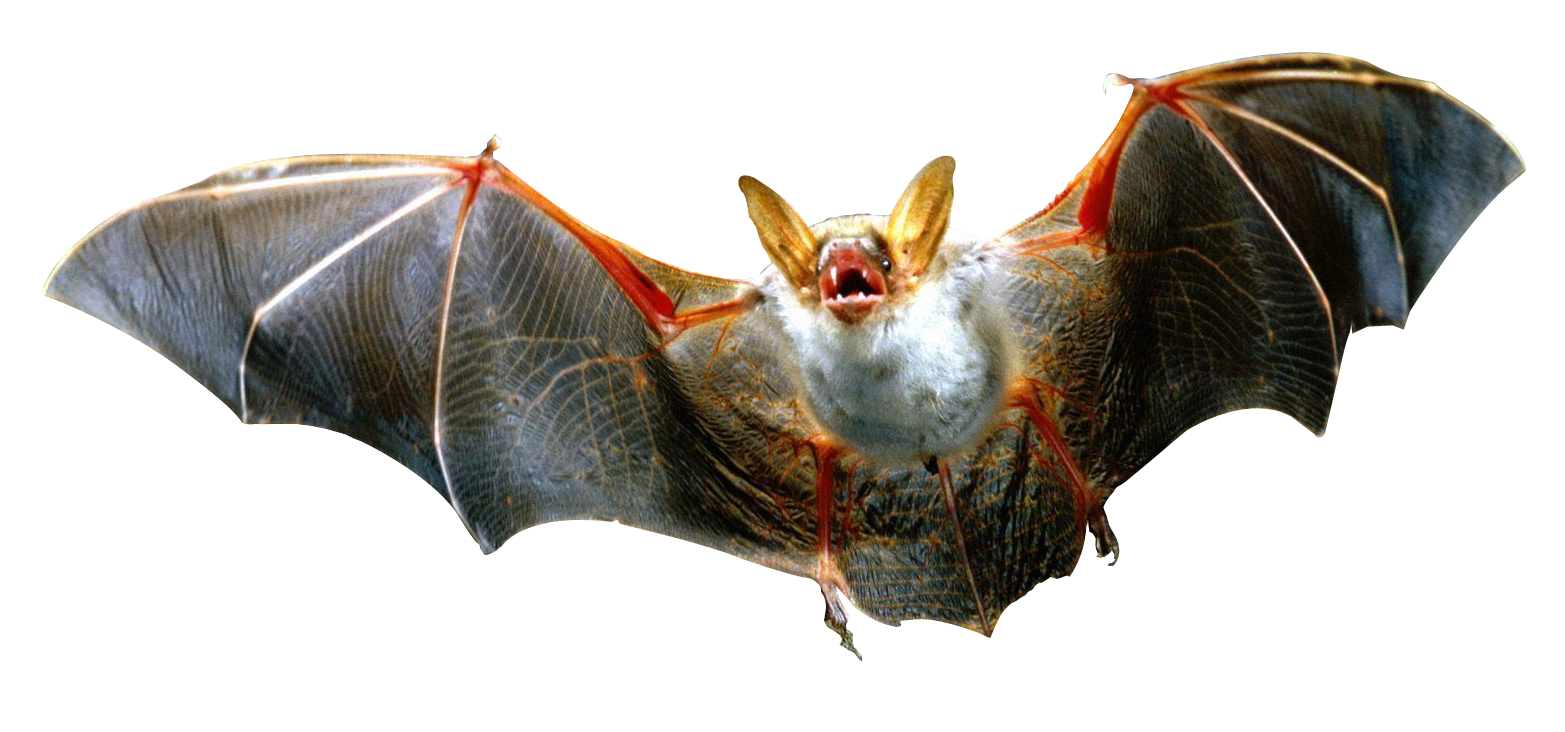 Bat TRANSPARENT images