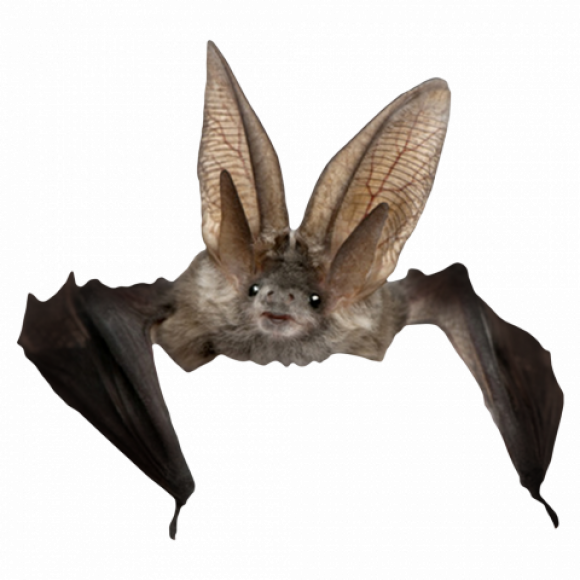 Bat transparent PNG
