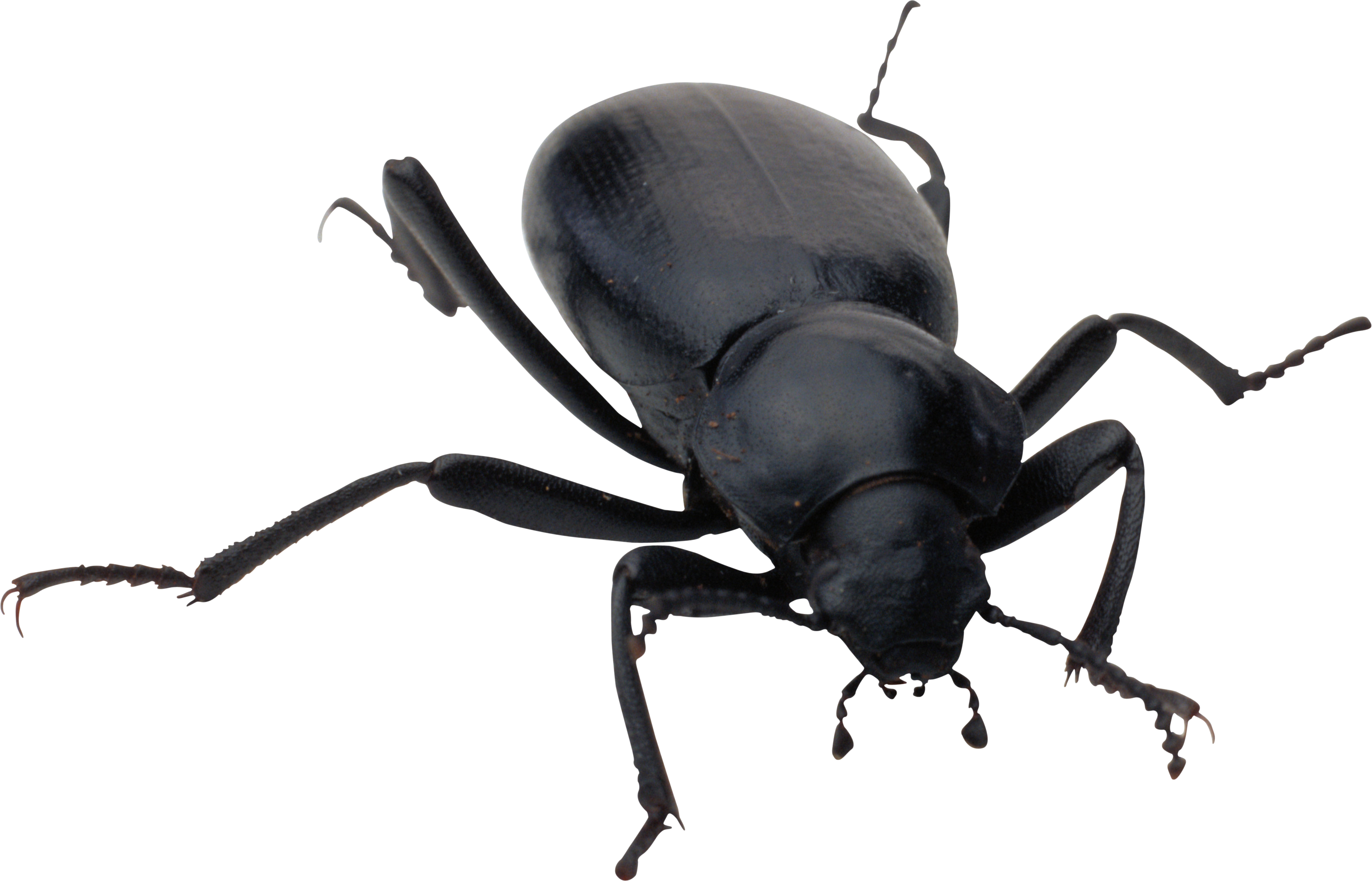 Black Bug Background PNG Image