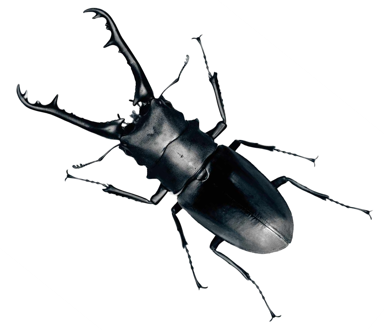 Black Bug PNG kualitas hd