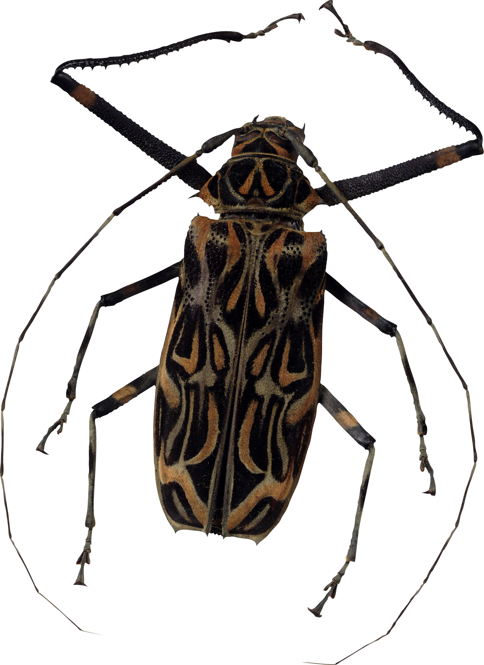 Transparenter Hintergrund des schwarzen Bugs