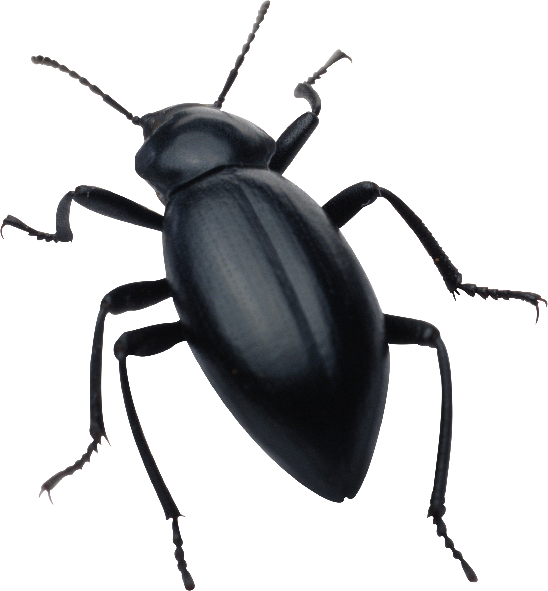 Zwarte bug transparante PNG
