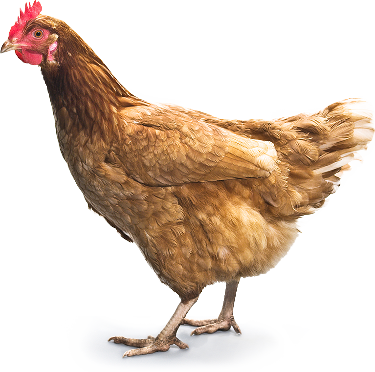 Brown Hen Background PNG Image