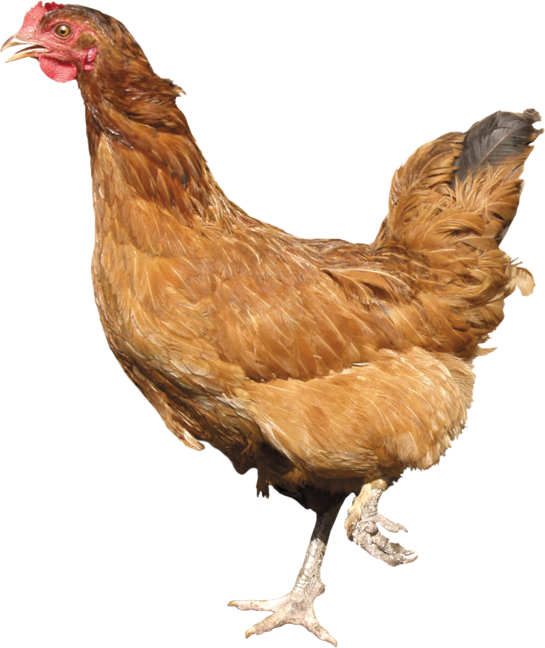 Brown Hen Download Free PNG