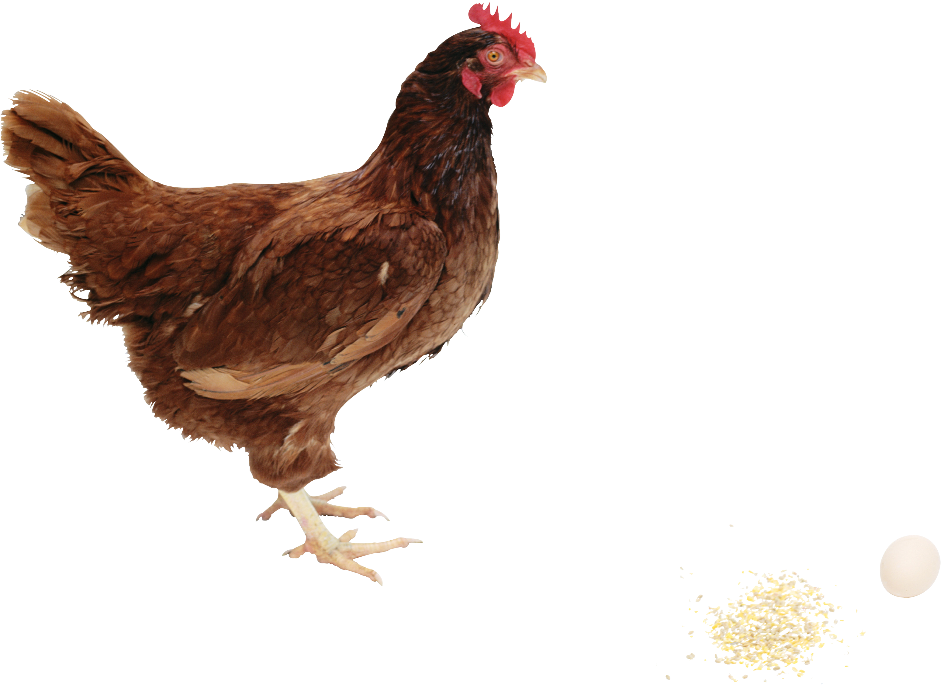 Brown Hen PNG Clipart Background