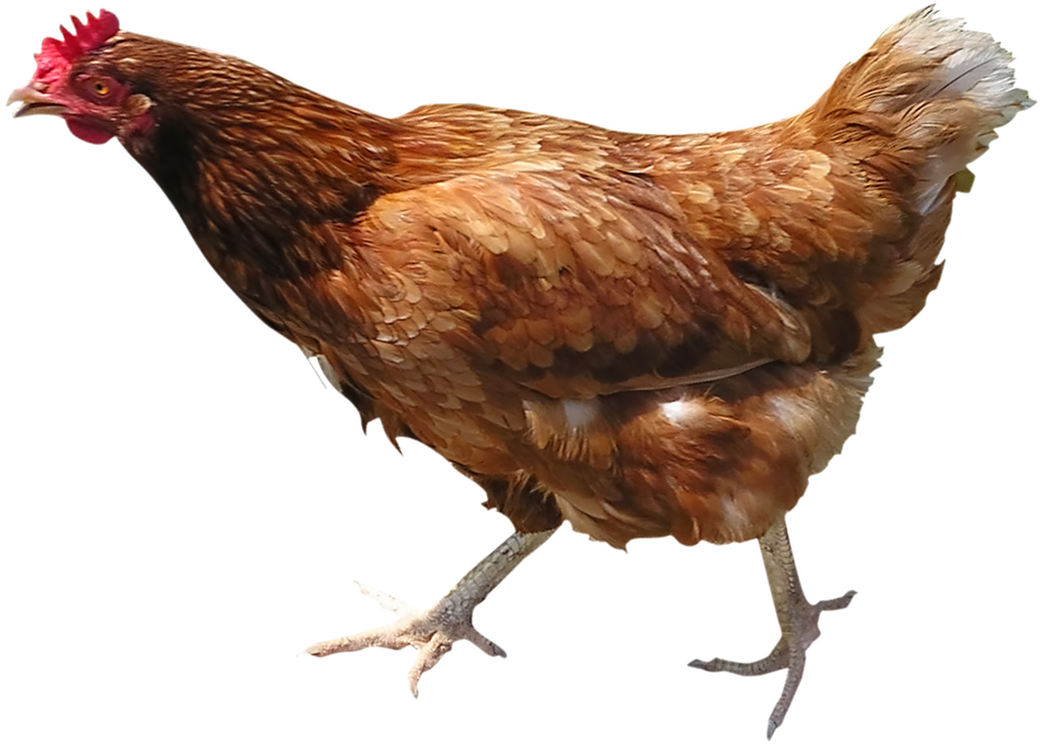 Brown Hen PNG HD Quality