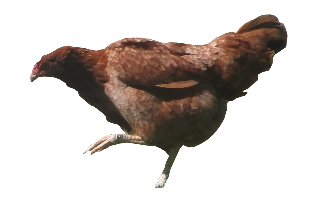 Brown Hen Transparent Free PNG