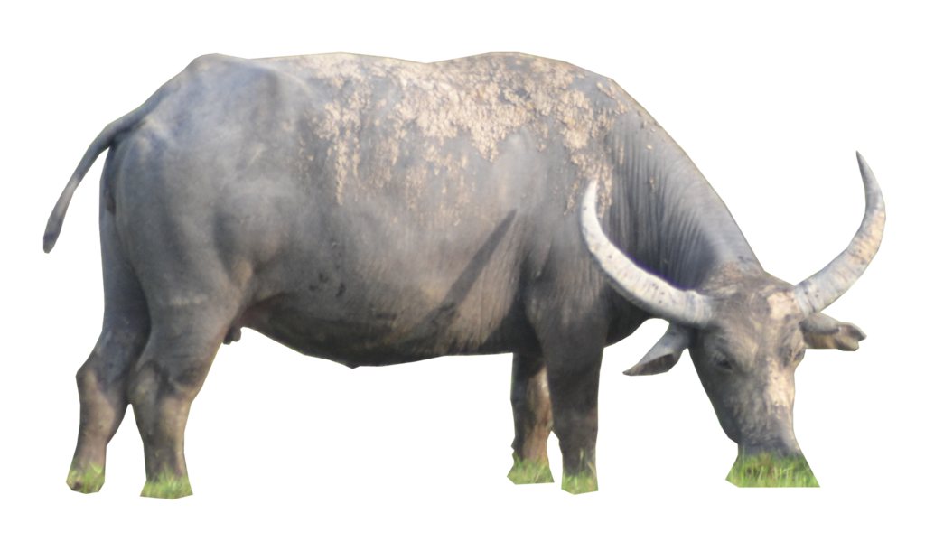Buffalo Standing Download Free PNG