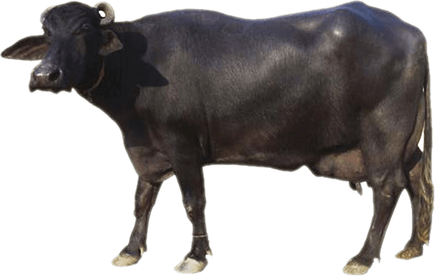 Buffalo Standing Transparent Free PNG