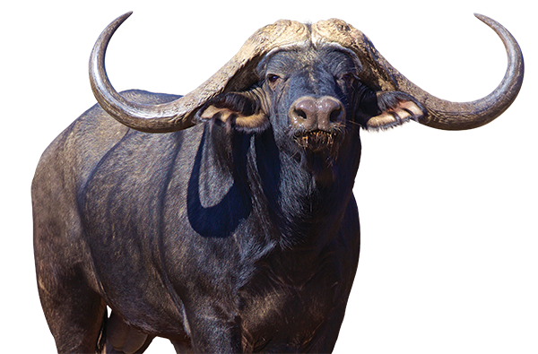 Buffalo Standing Transparent Image