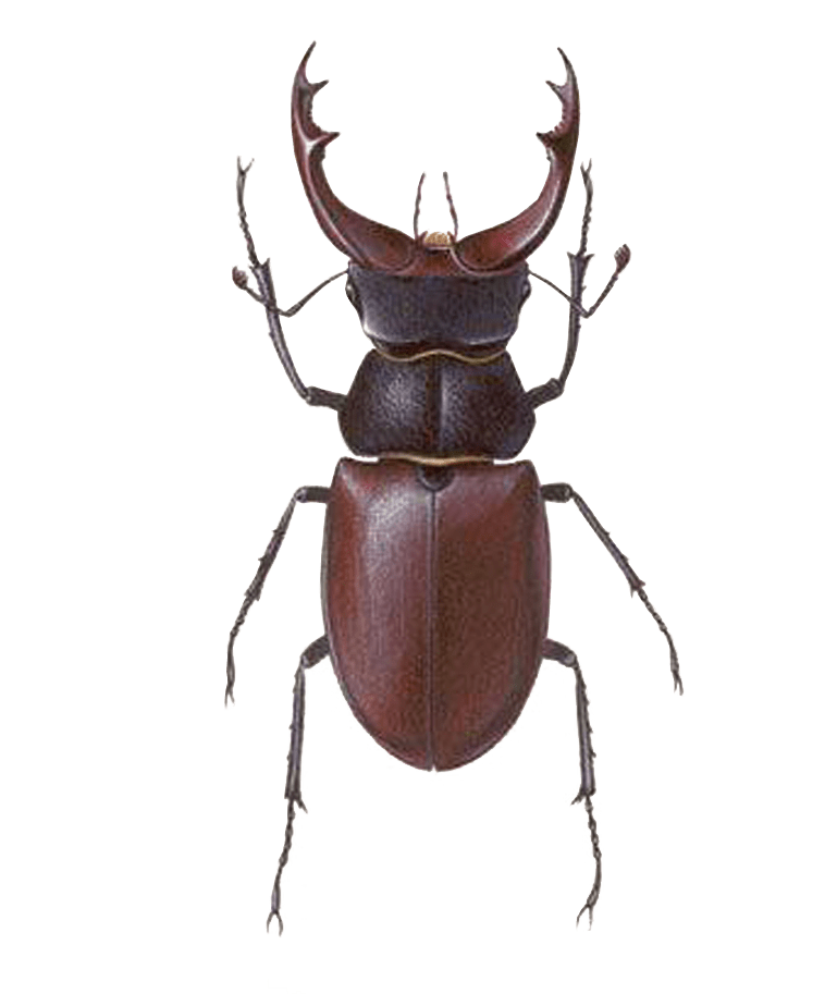 Insect transparante afbeelding