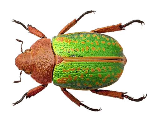 Bug transparant PNG