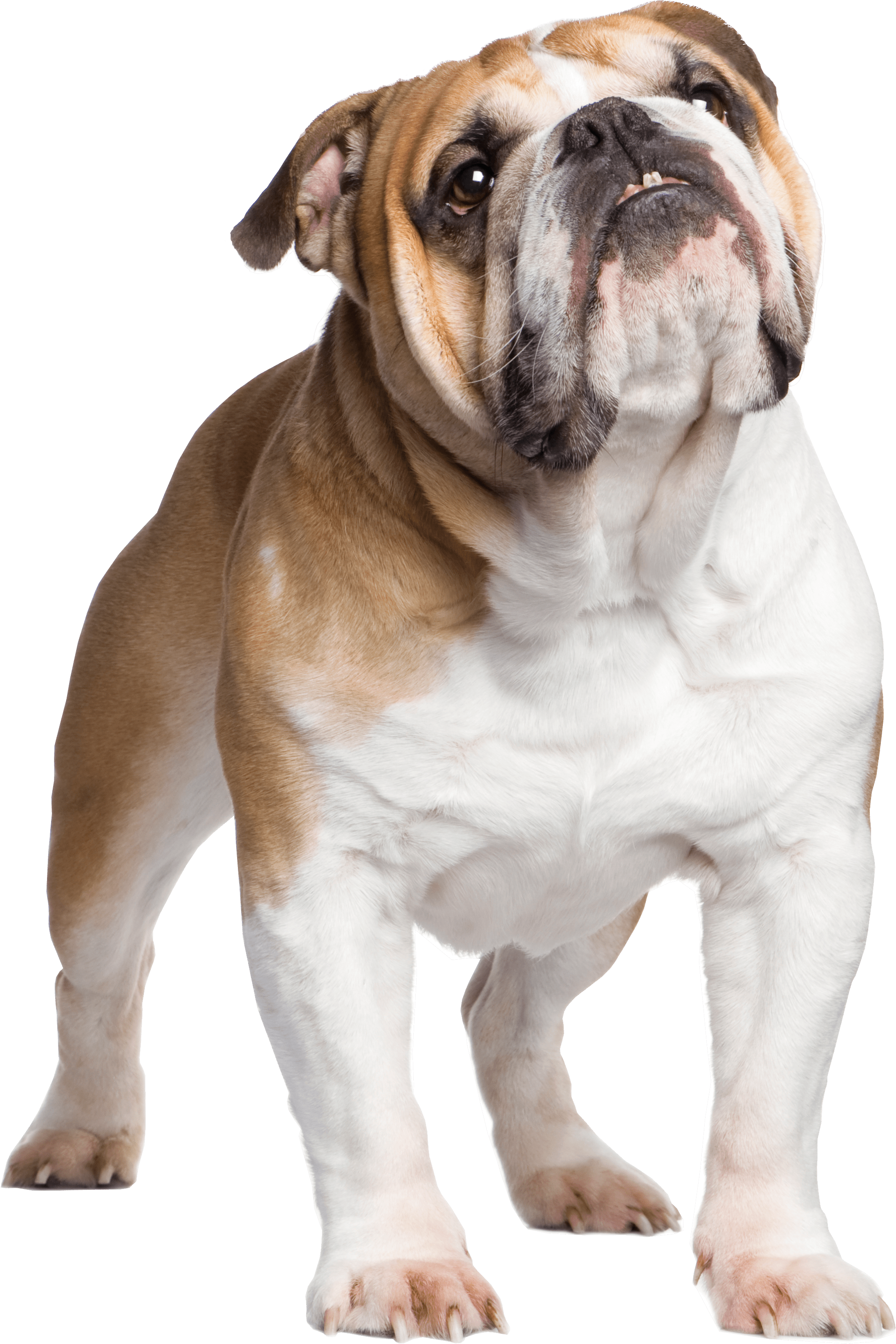 Bulldog PNG Clipart Background