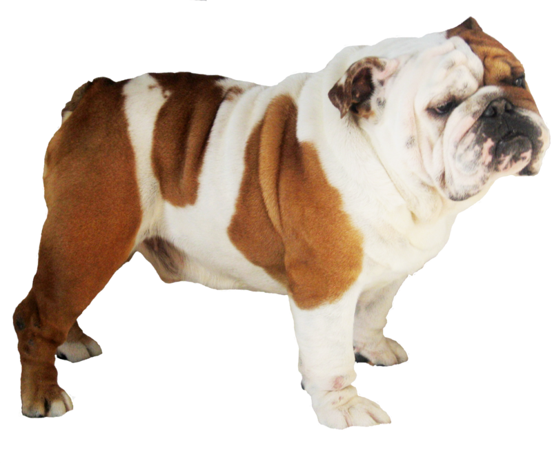 Bulldog Transparent Image