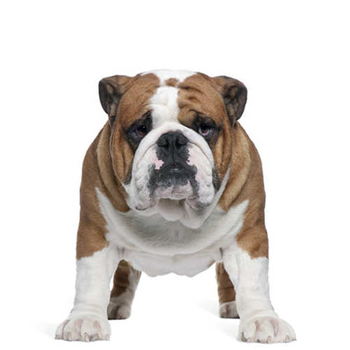 Bulldog Transparent PNG