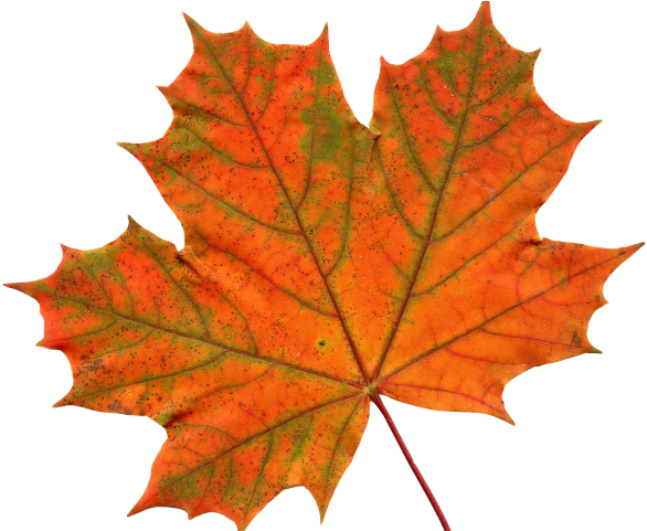 Canada Leaf PNG Free File Download