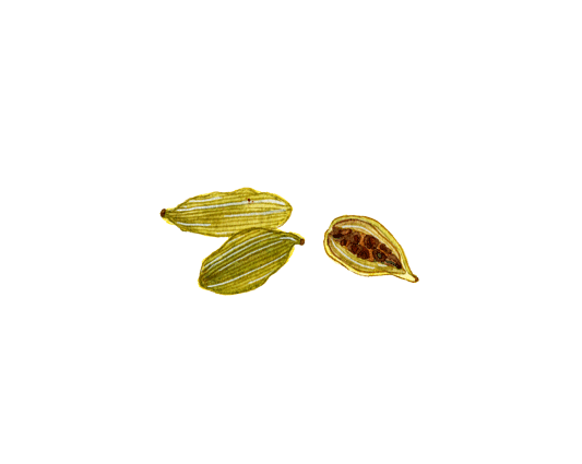 Cardamom PNG Background